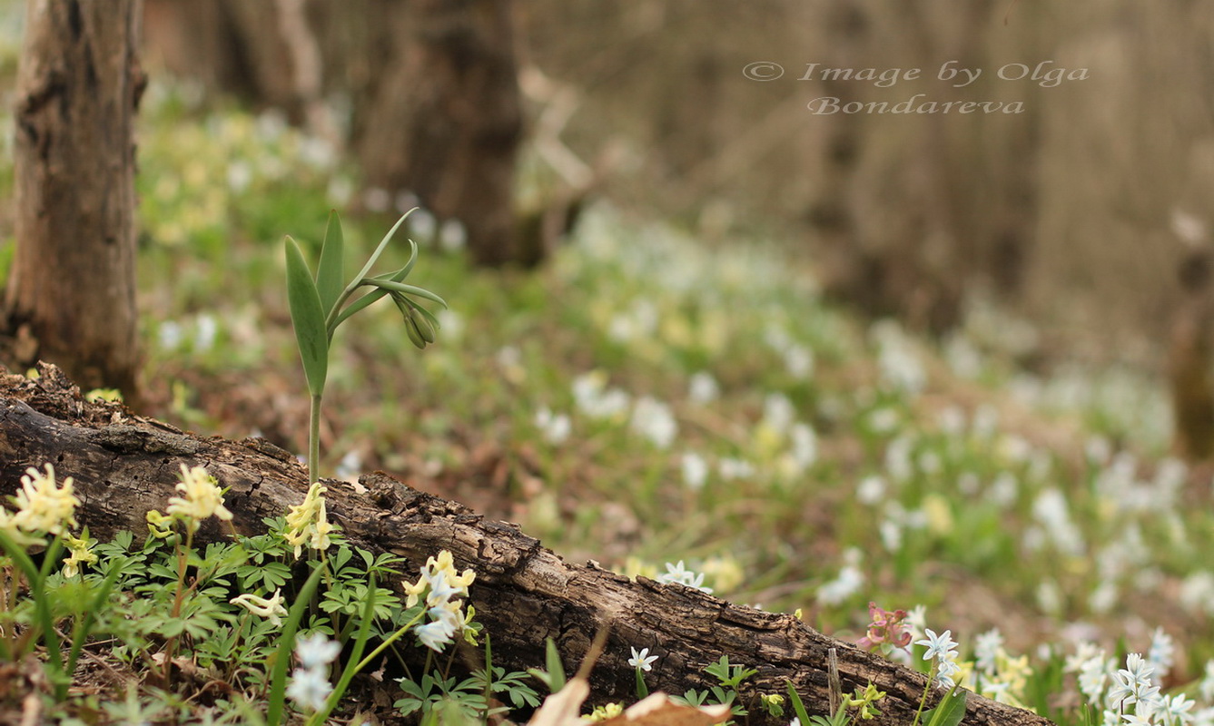 Изображение особи Fritillaria caucasica.