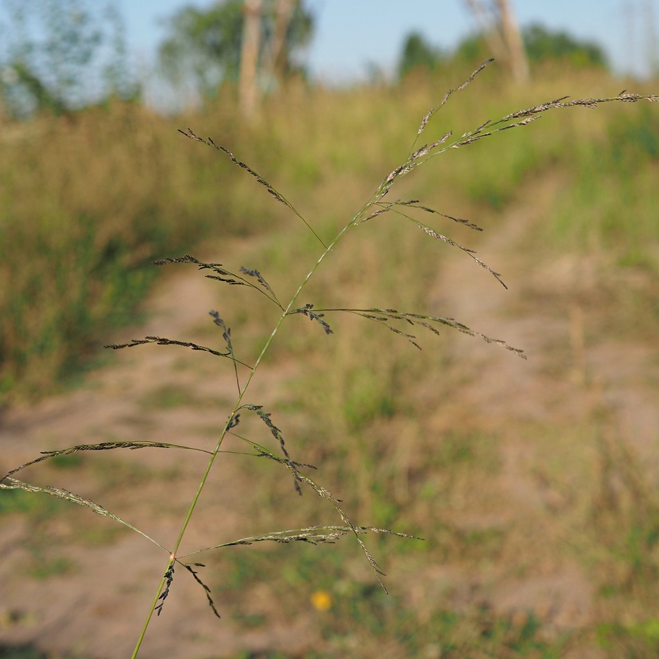 Image of Eragrostis pilosa specimen.