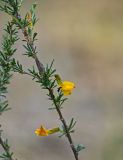 Caragana pygmaea. Часть побега цветущего растения. Хакасия, Бейский р-н, высокий берег р. Абакан, степной склон. 12.06.2022.