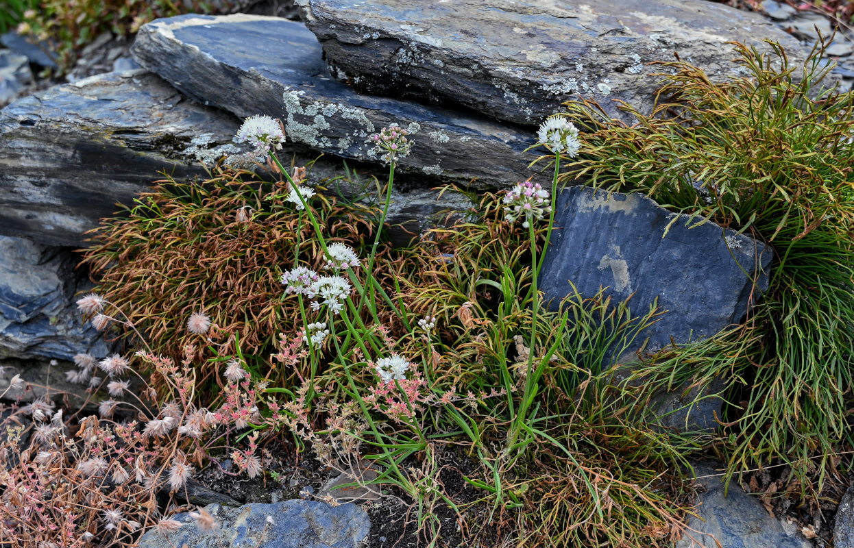 Image of Allium denudatum specimen.