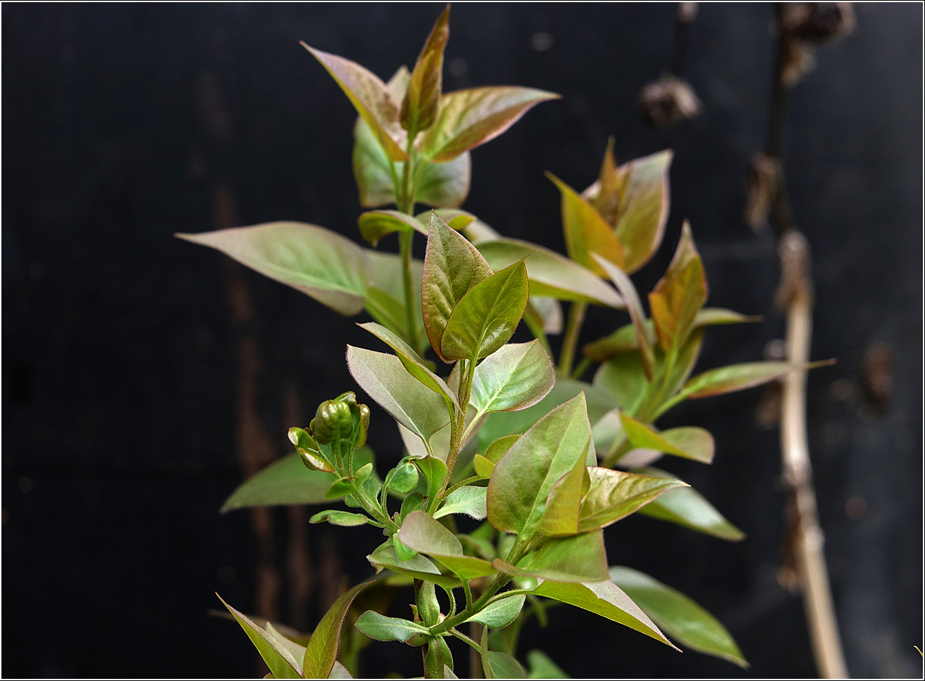 Image of Syringa vulgaris specimen.