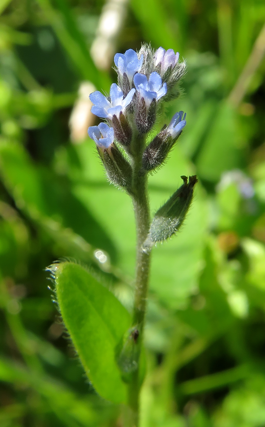 Image of Myosotis micrantha specimen.