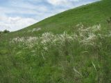 род Stipa