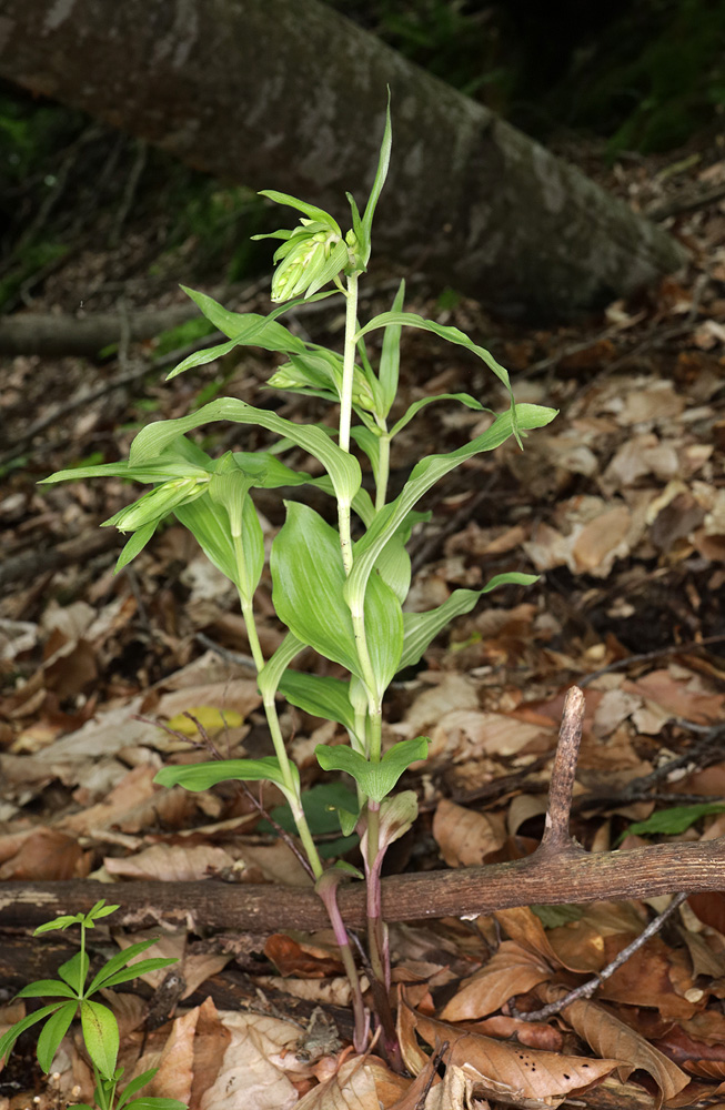 Изображение особи род Epipactis.