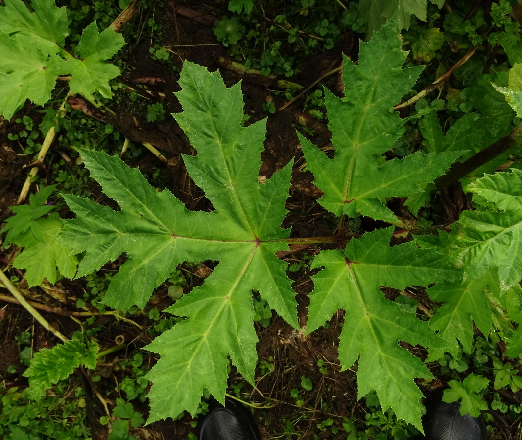 Image of Heracleum sosnowskyi specimen.