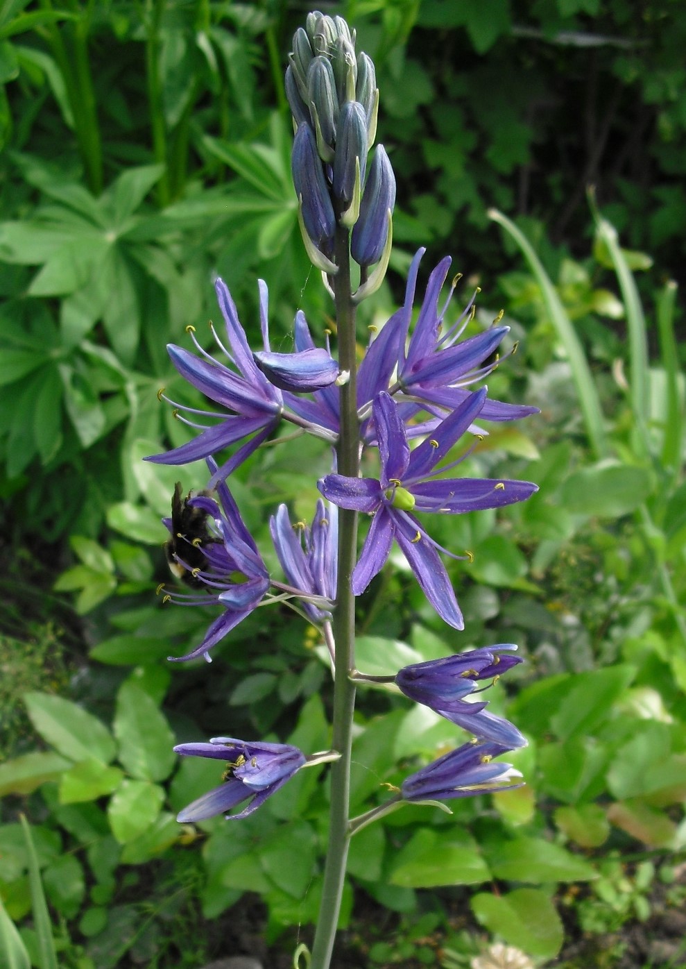 Изображение особи Camassia leichtlinii.