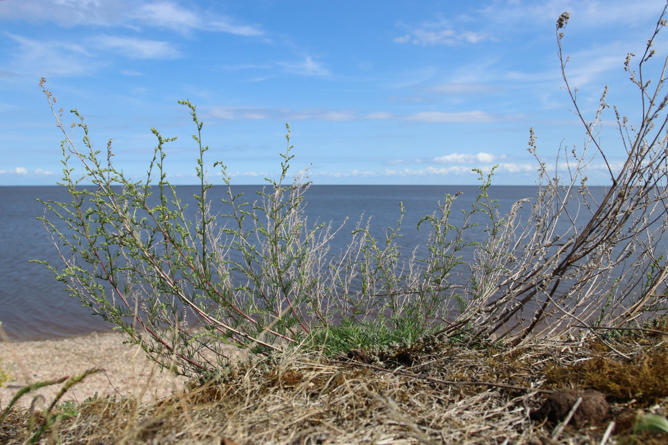 Image of Artemisia campestris specimen.