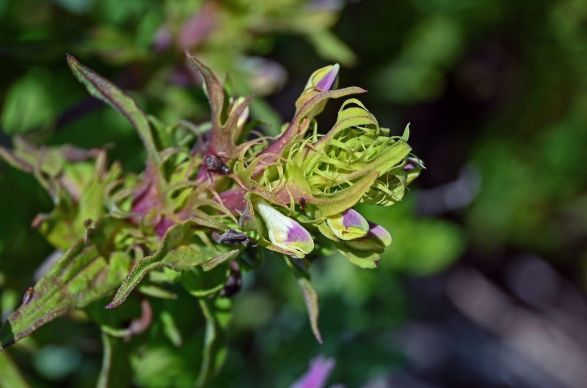 Изображение особи Melampyrum chlorostachyum.