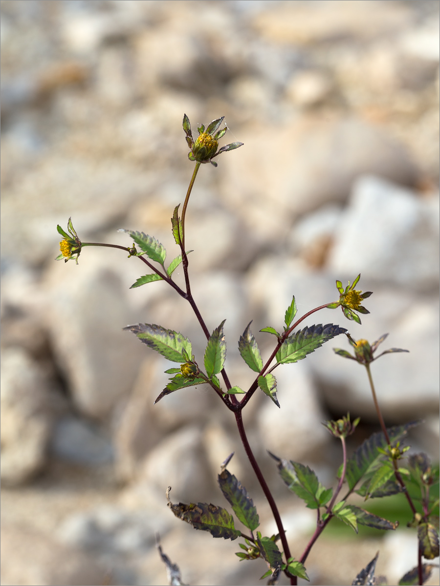 Image of Bidens frondosa specimen.