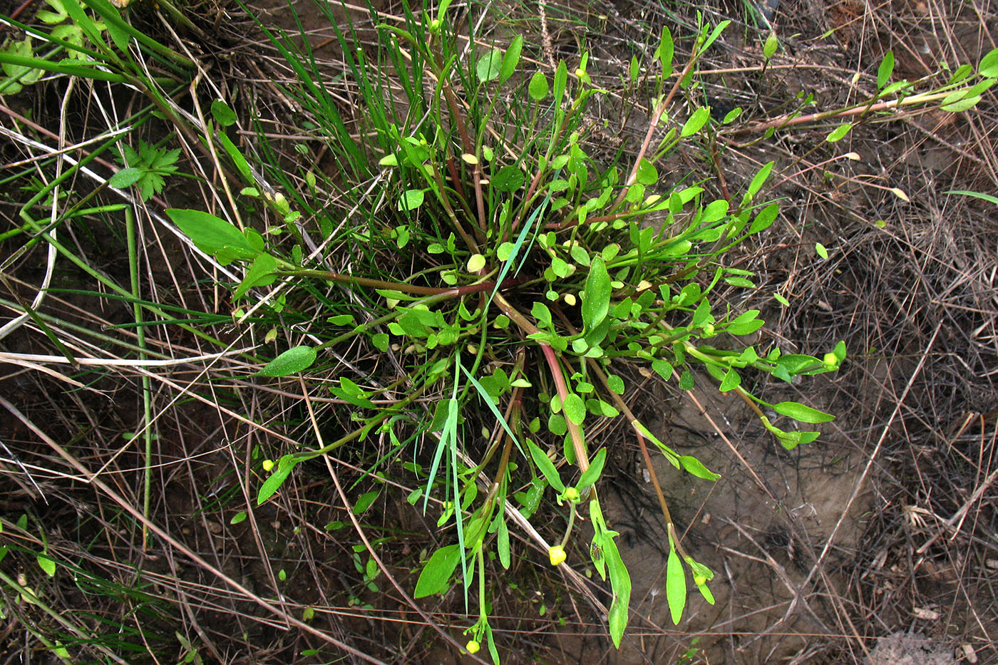 Image of Ranunculus flammula specimen.