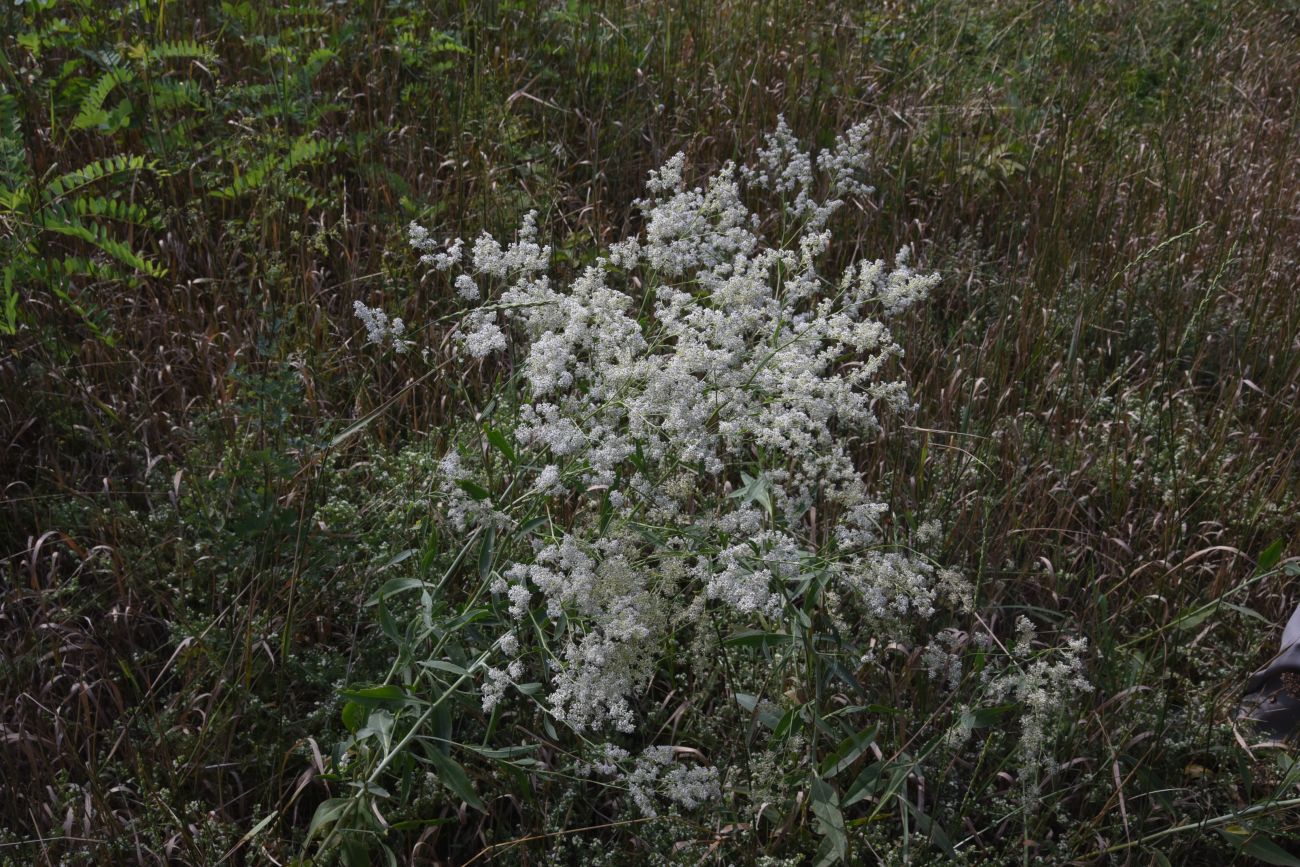 Изображение особи Lepidium latifolium.