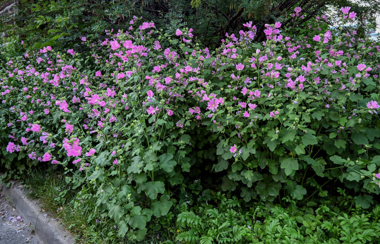 Image of Malva thuringiaca specimen.