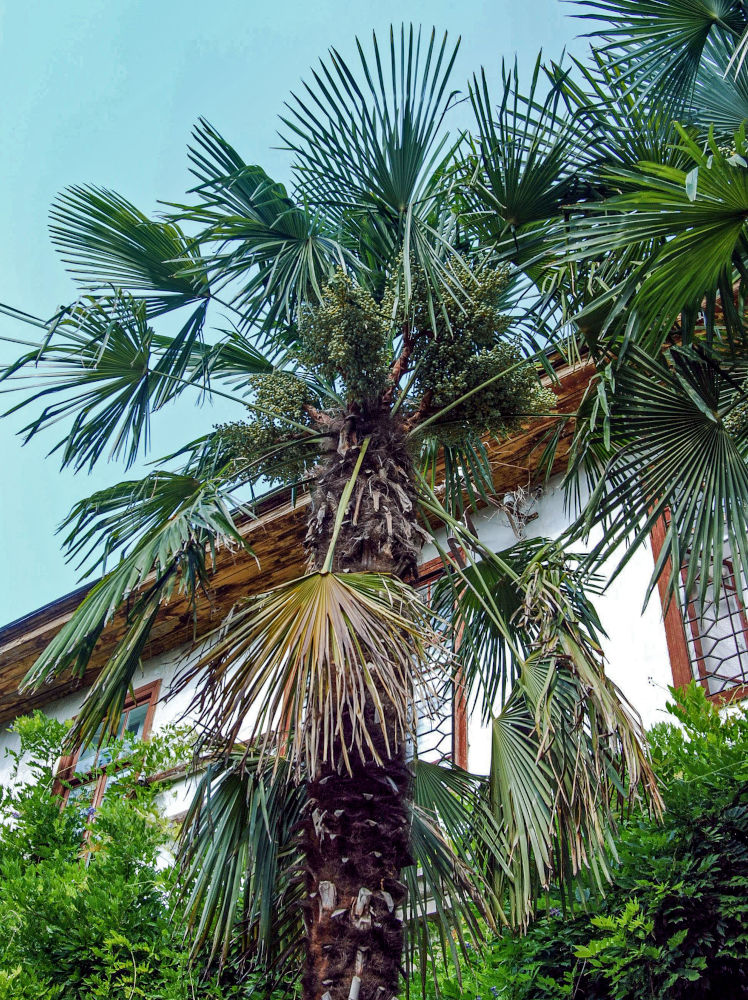 Image of Trachycarpus fortunei specimen.