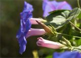 Ipomoea indica