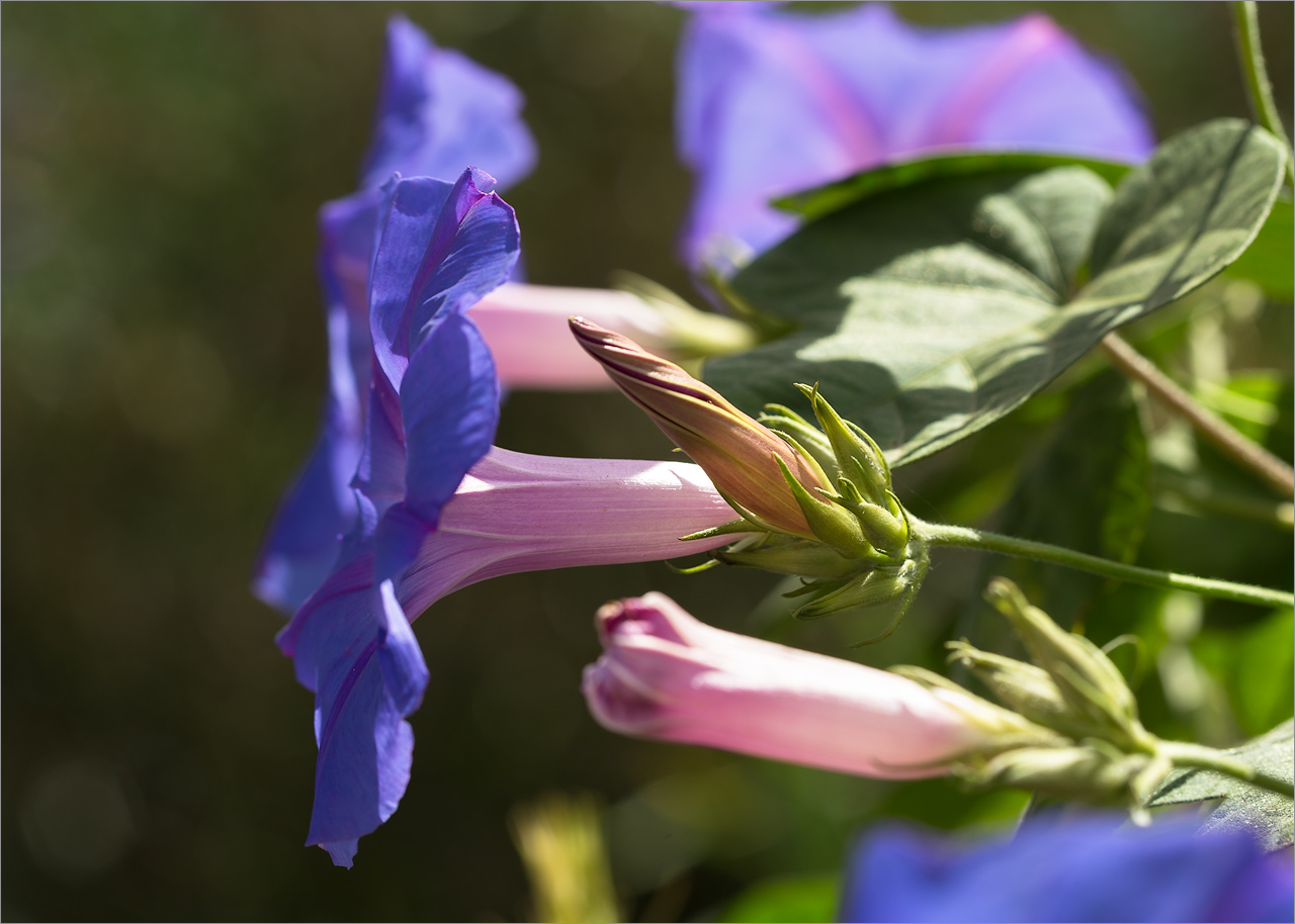 Изображение особи Ipomoea indica.