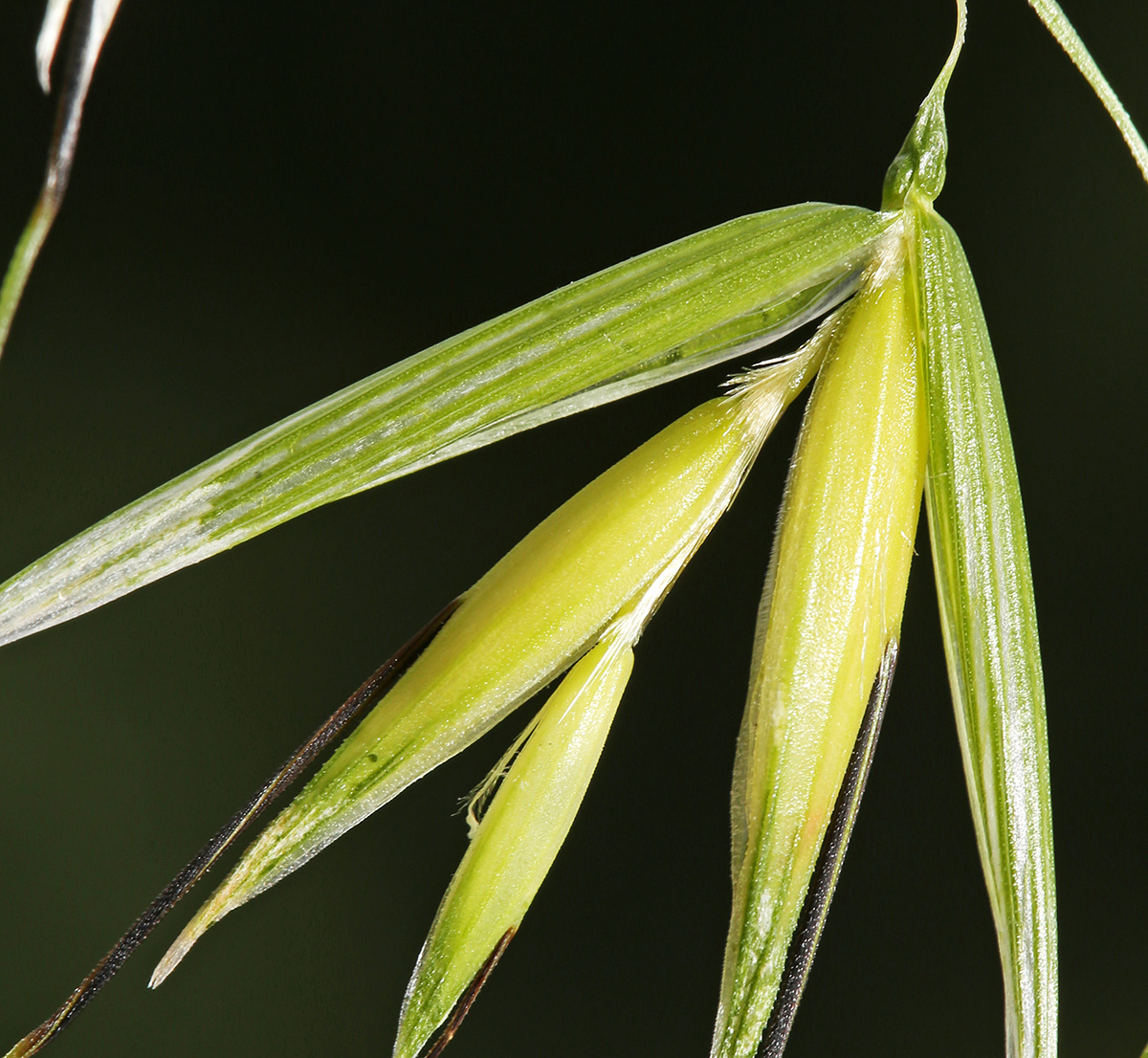 Image of Avena fatua specimen.