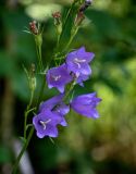 Campanula persicifolia. Часть соцветия с цветками и завязями. Оренбургская обл., Кувандыкский гор. округ, заповедник \"Шайтан-Тау\", долина р. Сакмара, опушка смешанного леса. 05.07.2023.