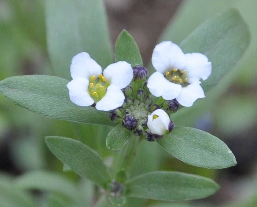 Image of Lobularia maritima specimen.