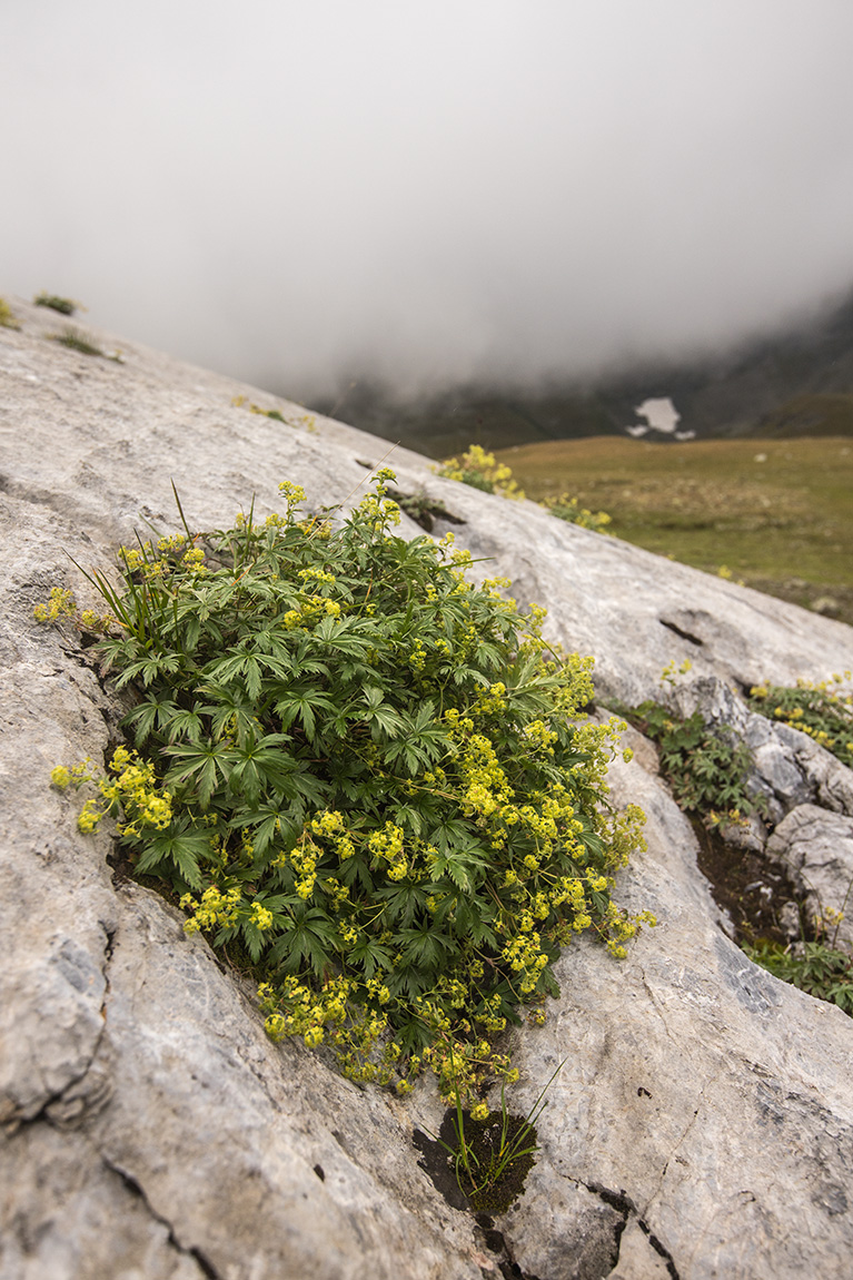 Image of Alchemilla sericea specimen.