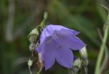 Campanula rotundifolia. Цветок. Липецкая обл., Данковский р-н, 150 м от Камня Кудеяра, правый берег р. Дон, степь. 2 августа 2024 г.