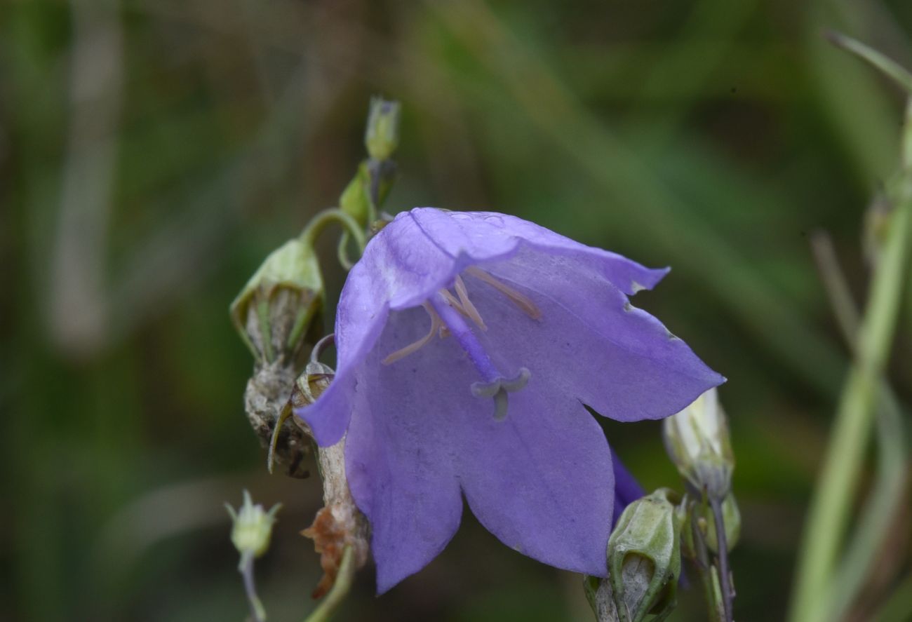 Изображение особи род Campanula.