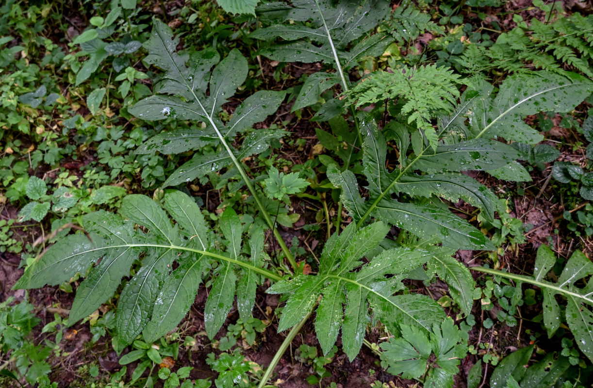 Image of Cirsium oleraceum specimen.