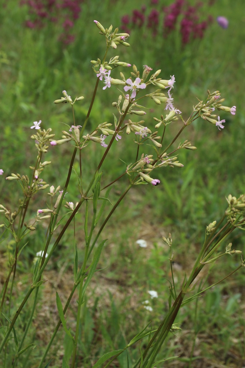 Изображение особи Viscaria vulgaris.