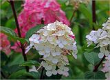 Hydrangea paniculata