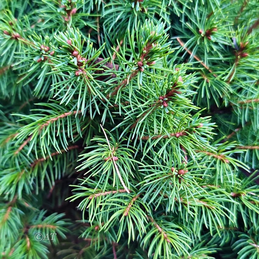 Изображение особи Picea glauca.