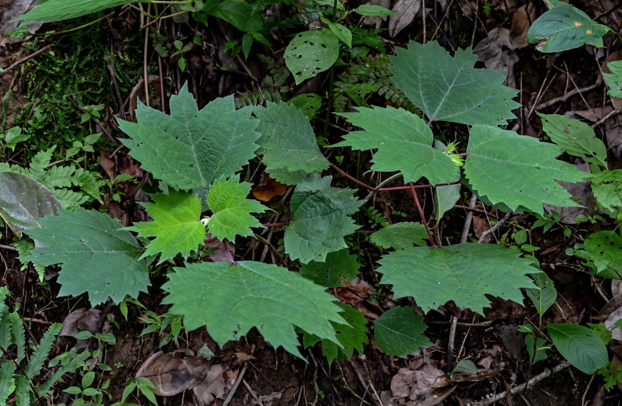 Изображение особи Boehmeria platanifolia.