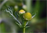 Matricaria discoidea. Верхушка побега с соцветиями. Московская обл., Раменский р-н, окр. дер. Хрипань, садовый участок. 24.06.2024.