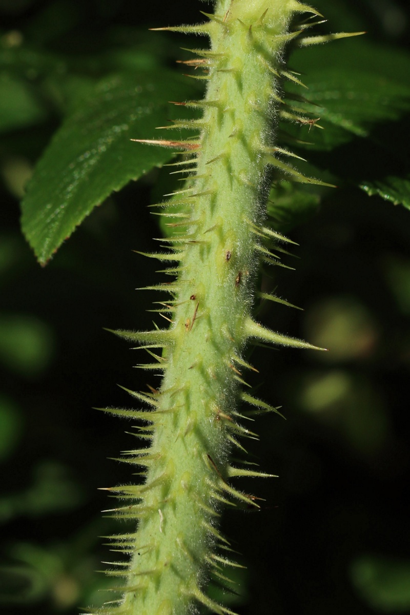 Image of Rosa rugosa specimen.