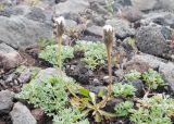 Crepis chrysantha. Плодоносящее растение в сообществе с Artemisia glomerata. Камчатский край, Елизовский р-н, природный парк \"Вулканы Камчатки\", южный участок, кластер \"Налычевский\", памятник природы \"Экструзия Верблюд\", каменистая осыпь. 11.08.2024.