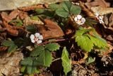 Potentilla micrantha