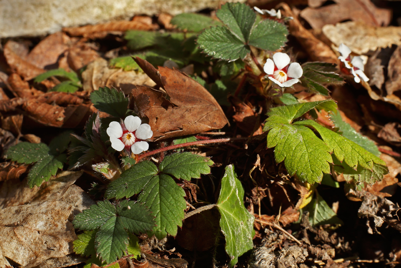 Изображение особи Potentilla micrantha.