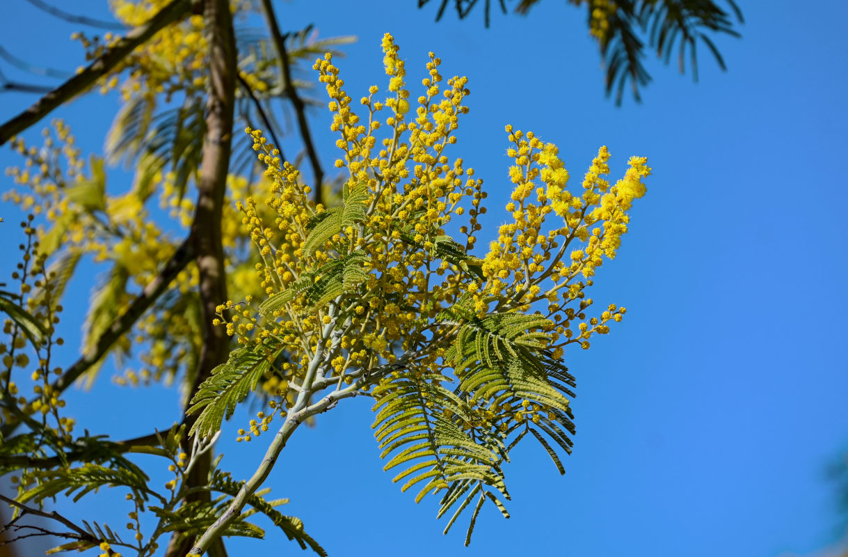 Image of Acacia dealbata specimen.