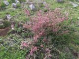 Cerasus verrucosa