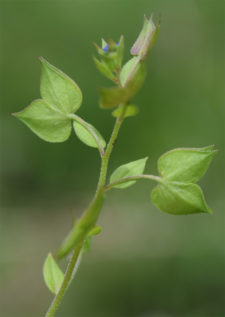 Image of Veronica cardiocarpa specimen.