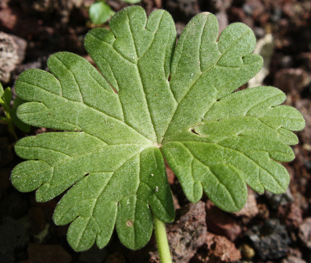 Image of Geranium molle specimen.