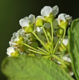 Смотреть изображение Spiraea turczaninowii