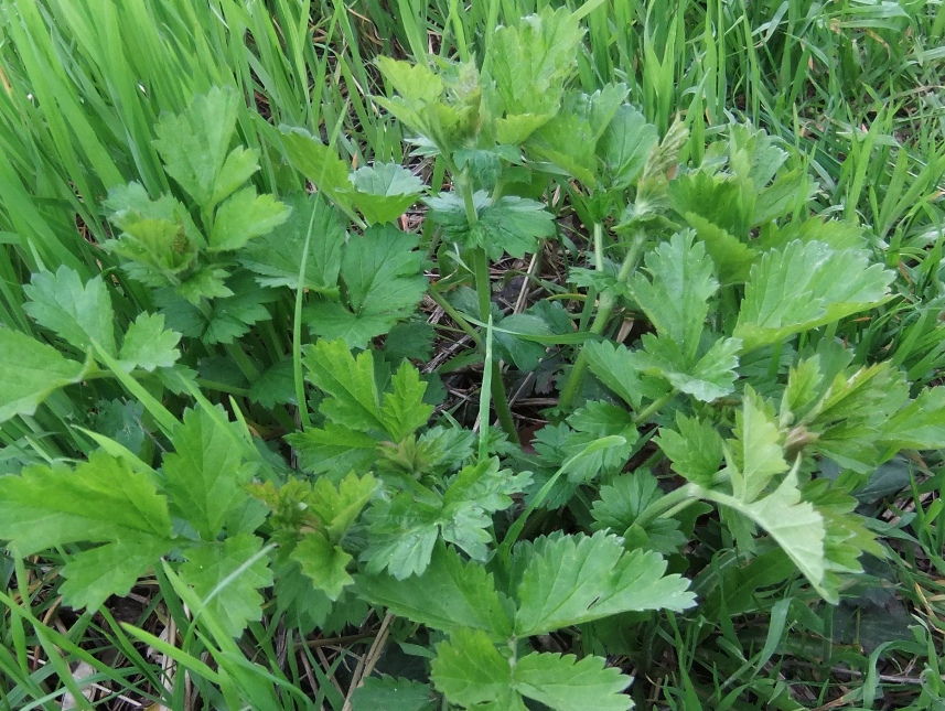 Image of Geum urbanum specimen.