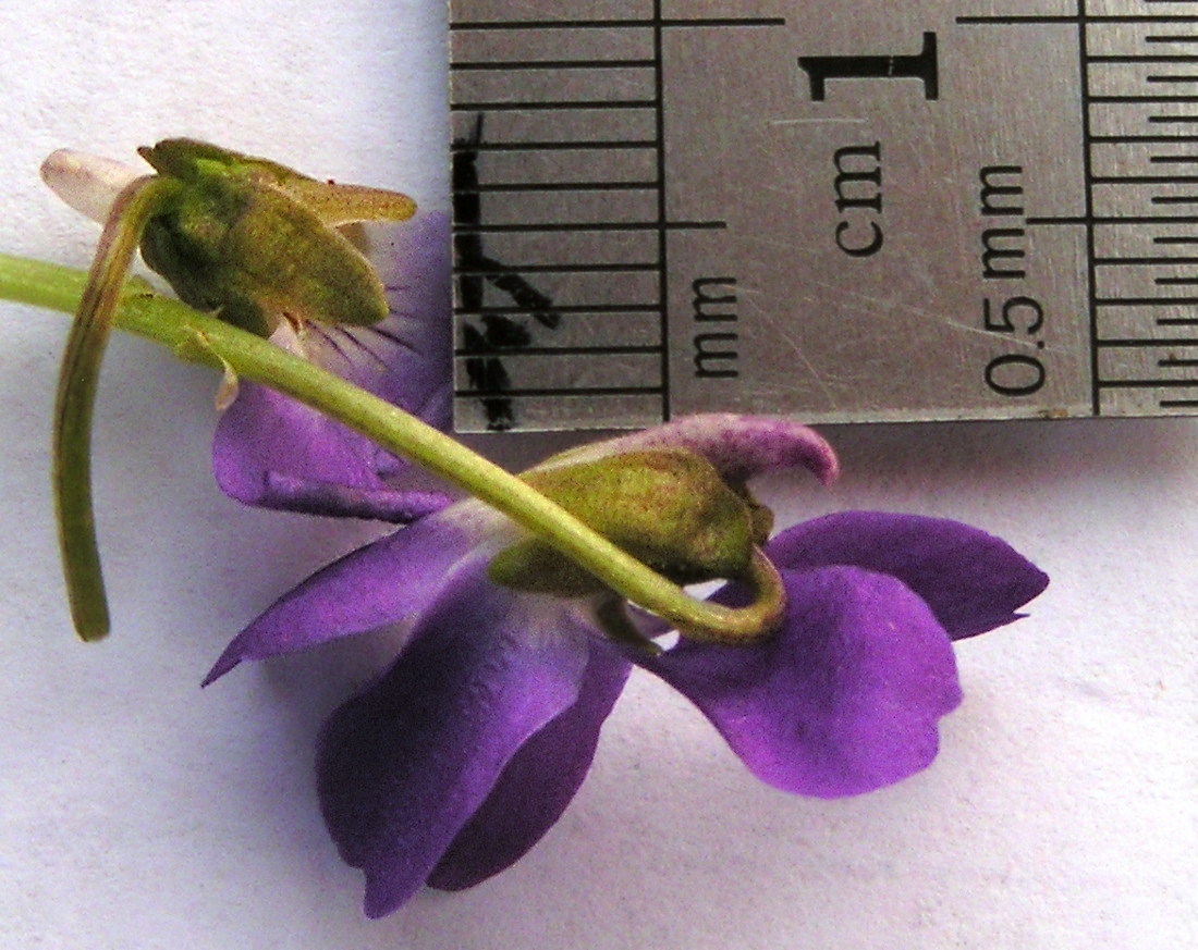 Image of Viola hirta specimen.