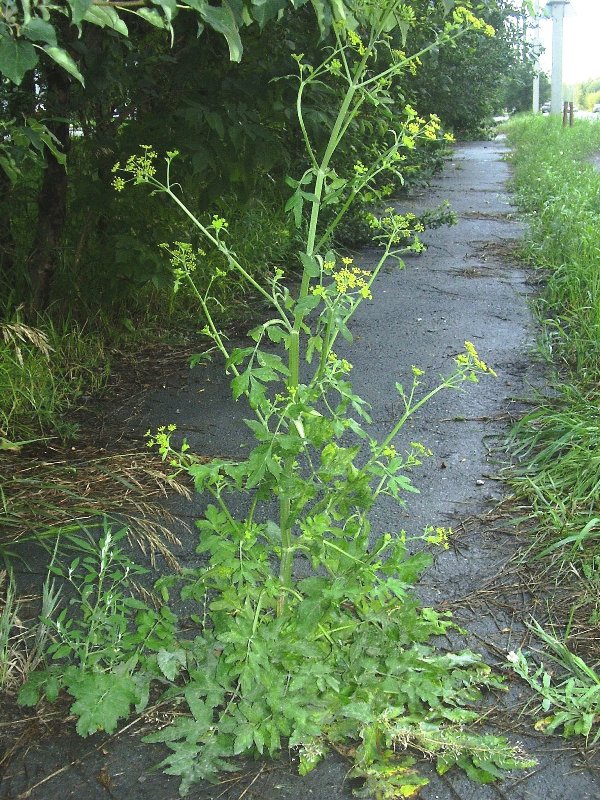 Изображение особи Pastinaca sylvestris.