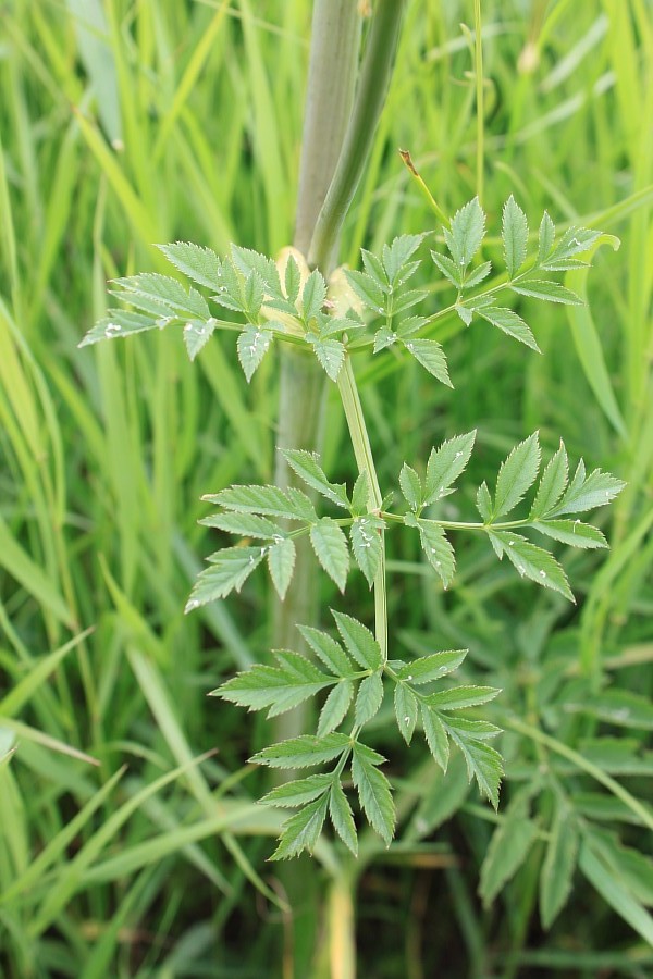 Изображение особи Angelica sylvestris.