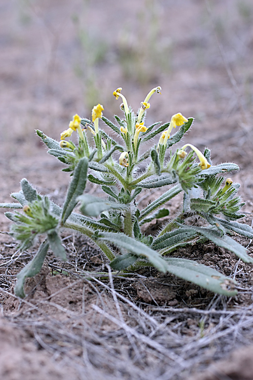 Изображение особи Arnebia decumbens.