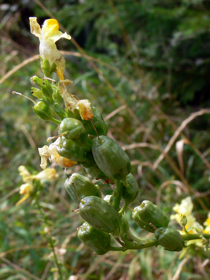 Image of Linaria vulgaris specimen.