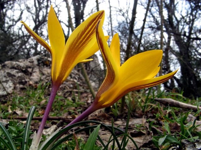 Image of Crocus angustifolius specimen.