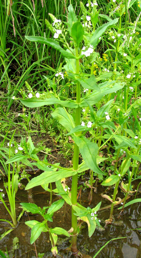 Изображение особи Veronica anagallis-aquatica.