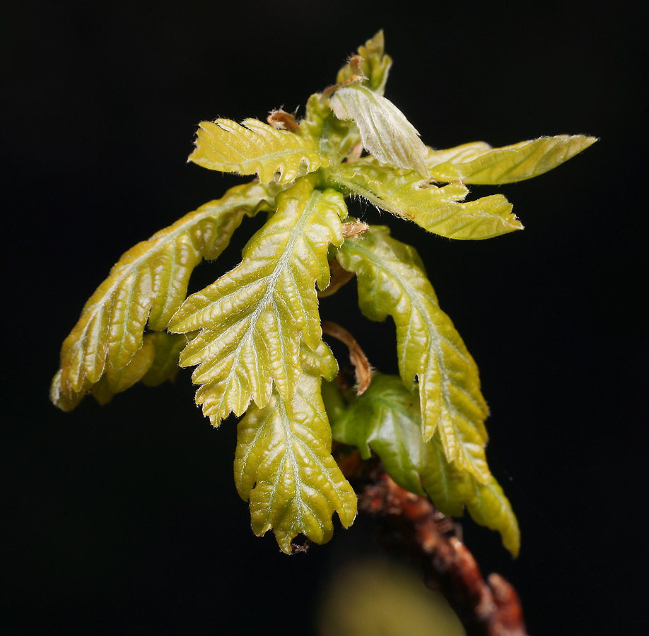 Изображение особи Quercus robur.