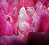 Paeonia lactiflora. Лепестки в центральной части цветка (махровый культивар). Московская обл., Раменский р-н, окр. дер. Хрипань, садовый участок. 15.06.2011.